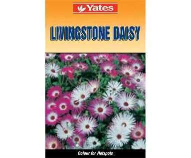 Yates Seeds Livingstone Daisy