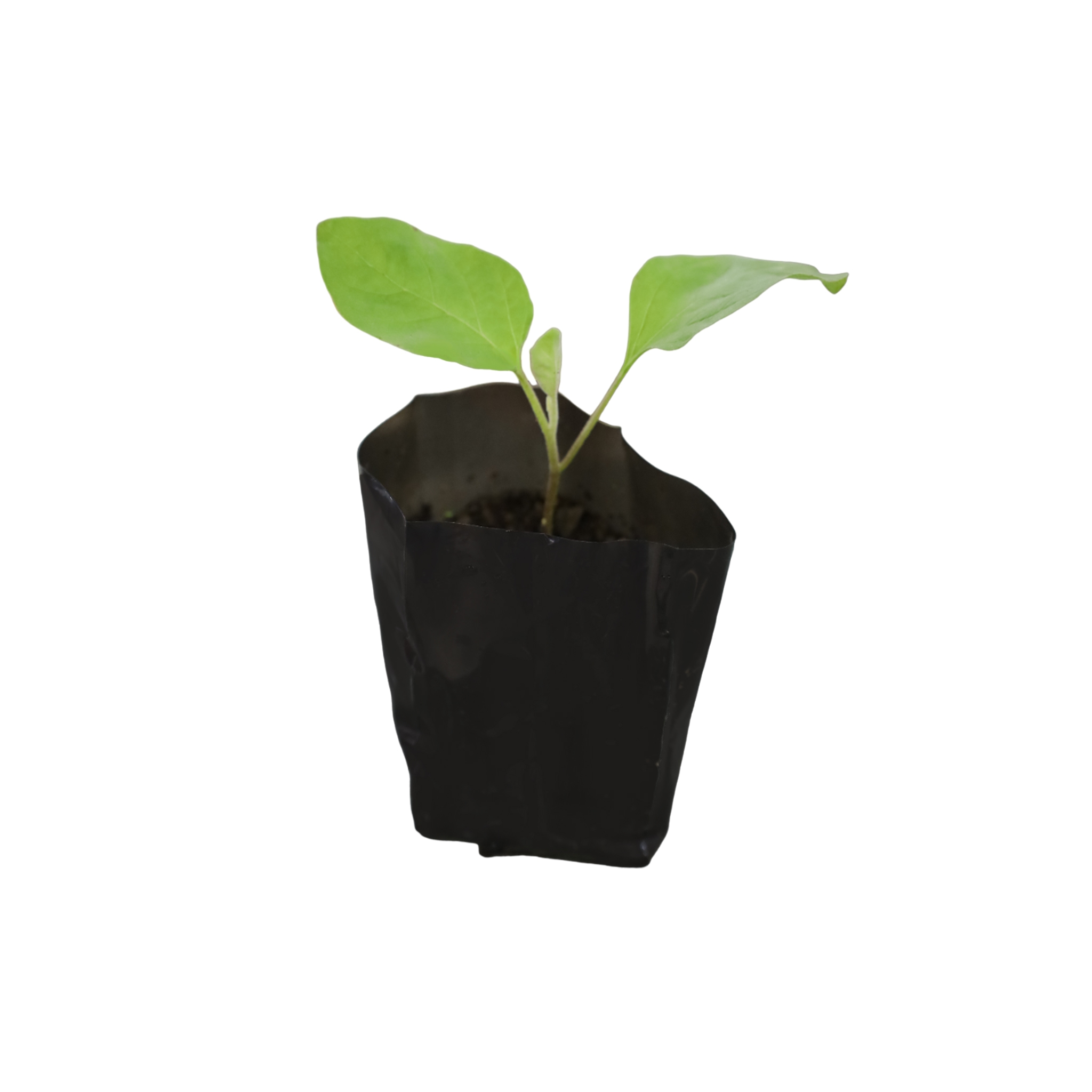 Eggplant (Shaun) Seedling