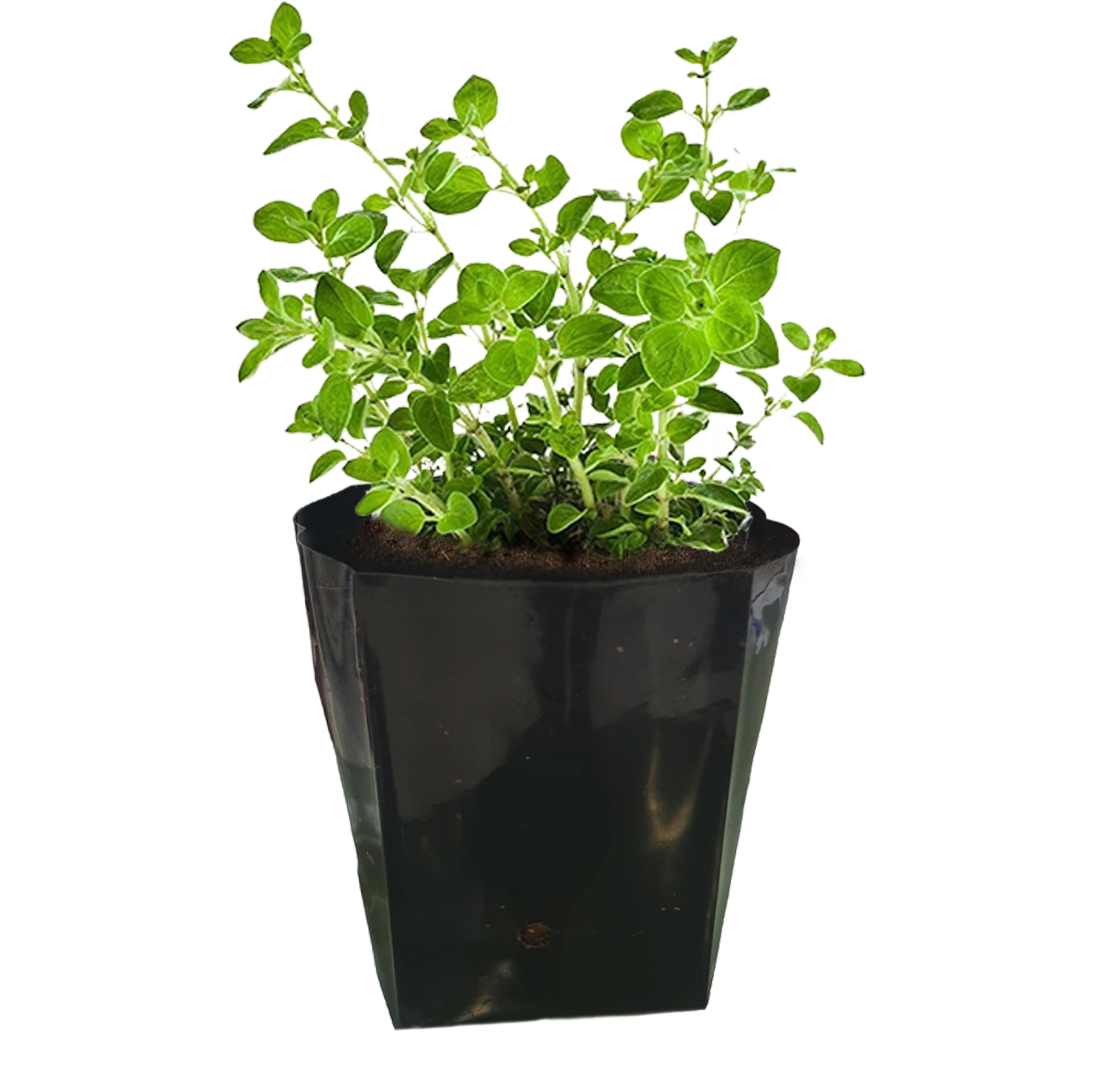 Herb Oregano Seedling