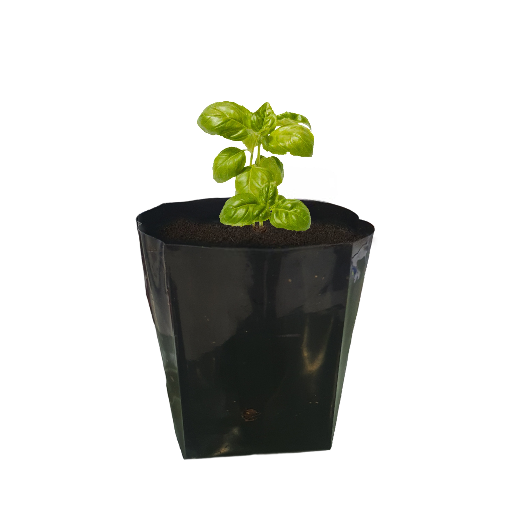 Herb Basil ( Sweet ) Seedling