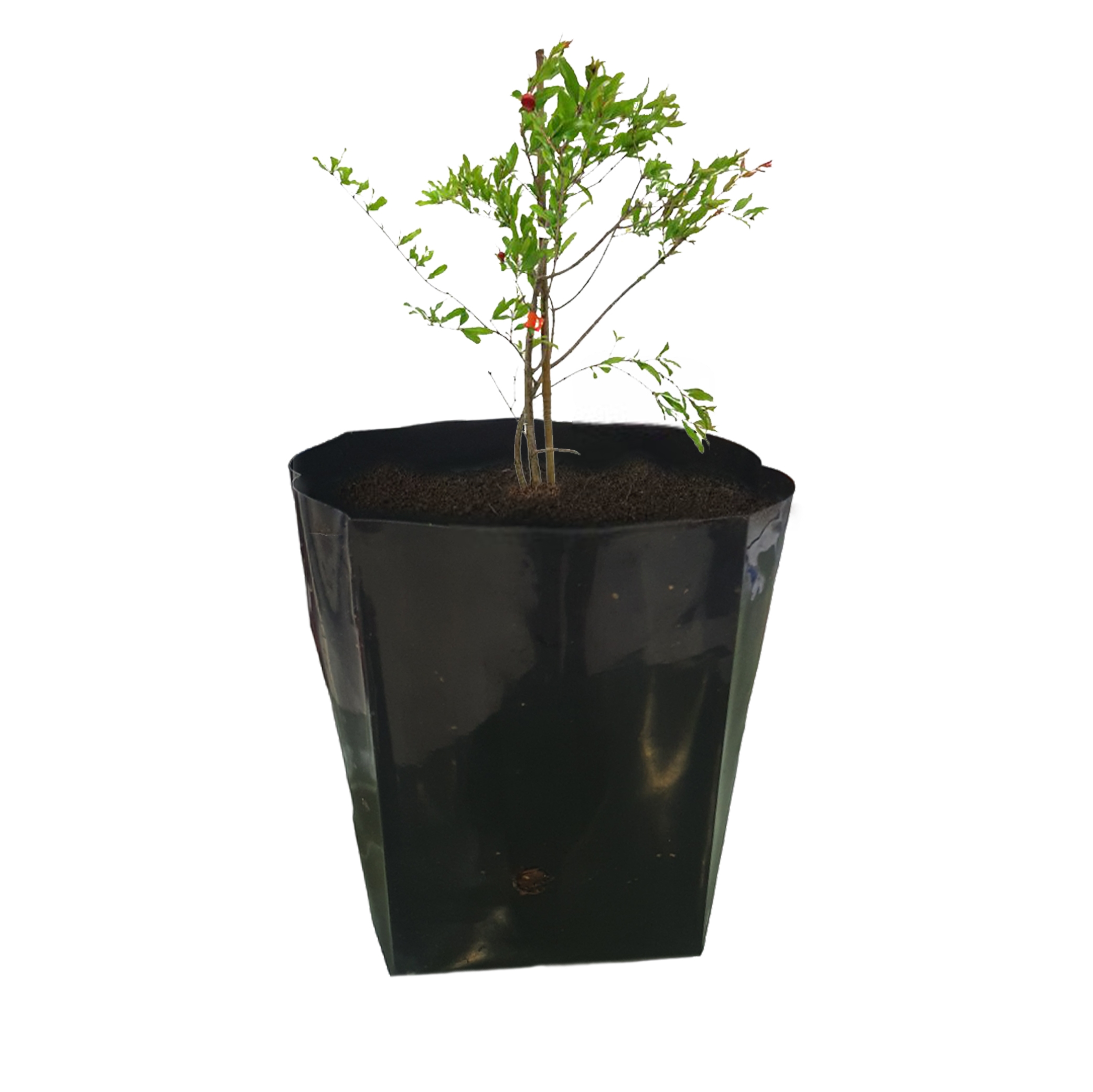 Pomegranate Seedling