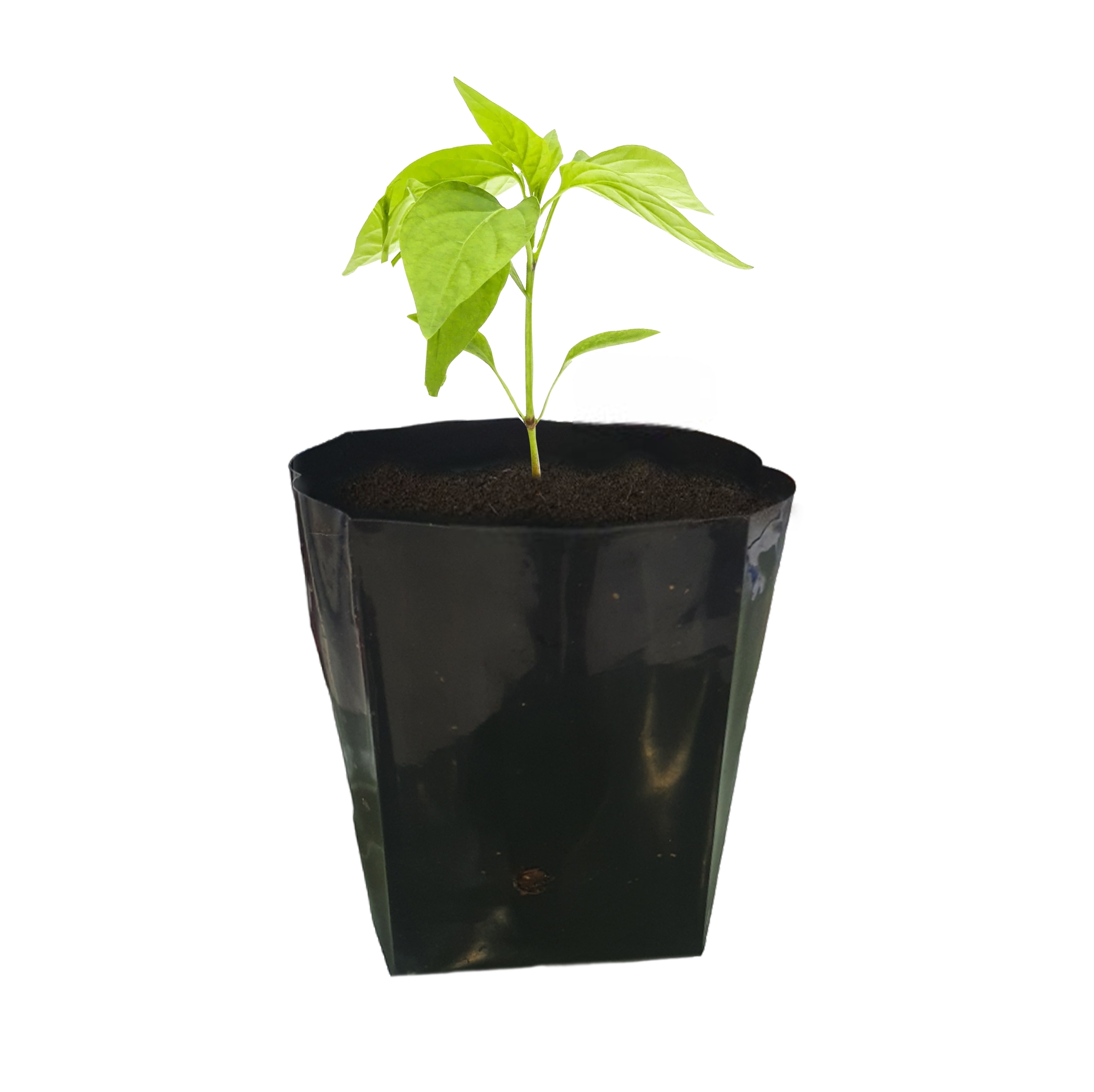 Pepper Chilly Seedling
