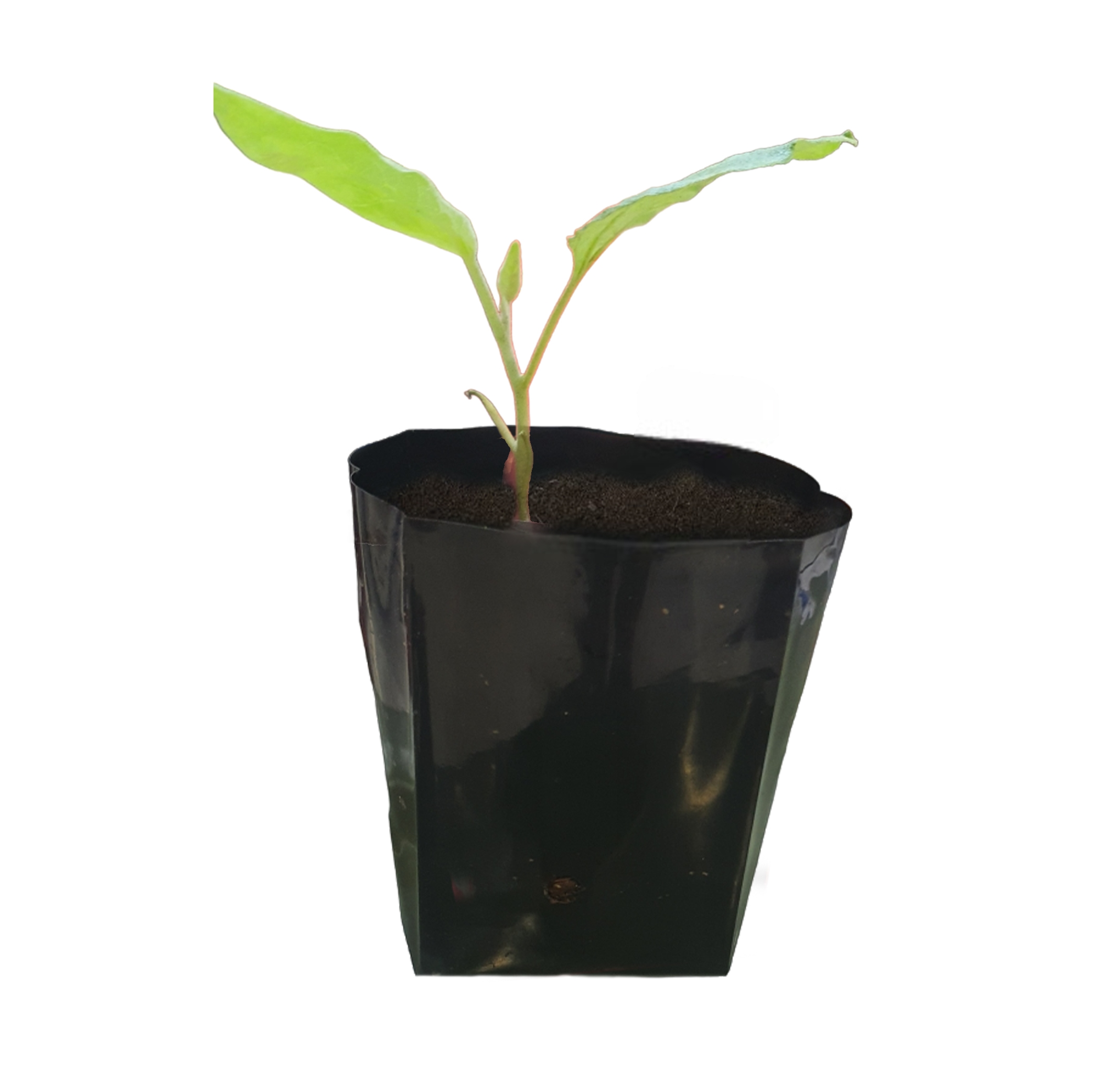 Eggplant ( Chahat ) Seedling