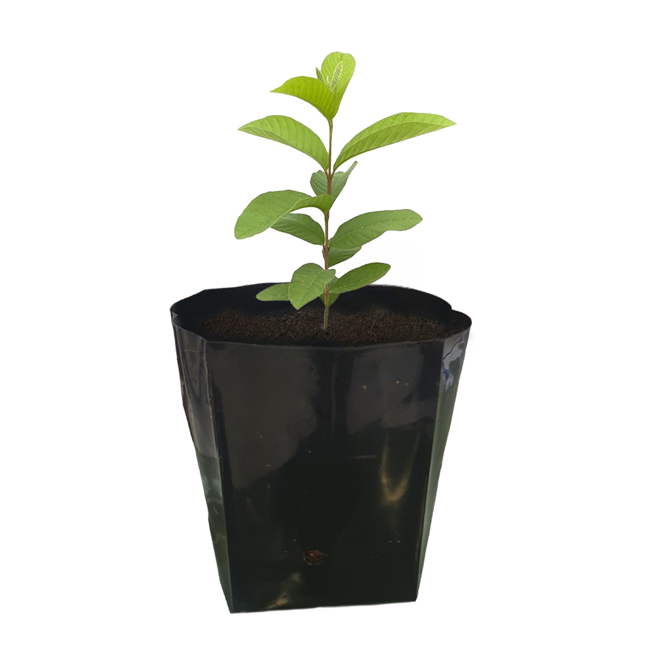 Guava ( White ) Seedling