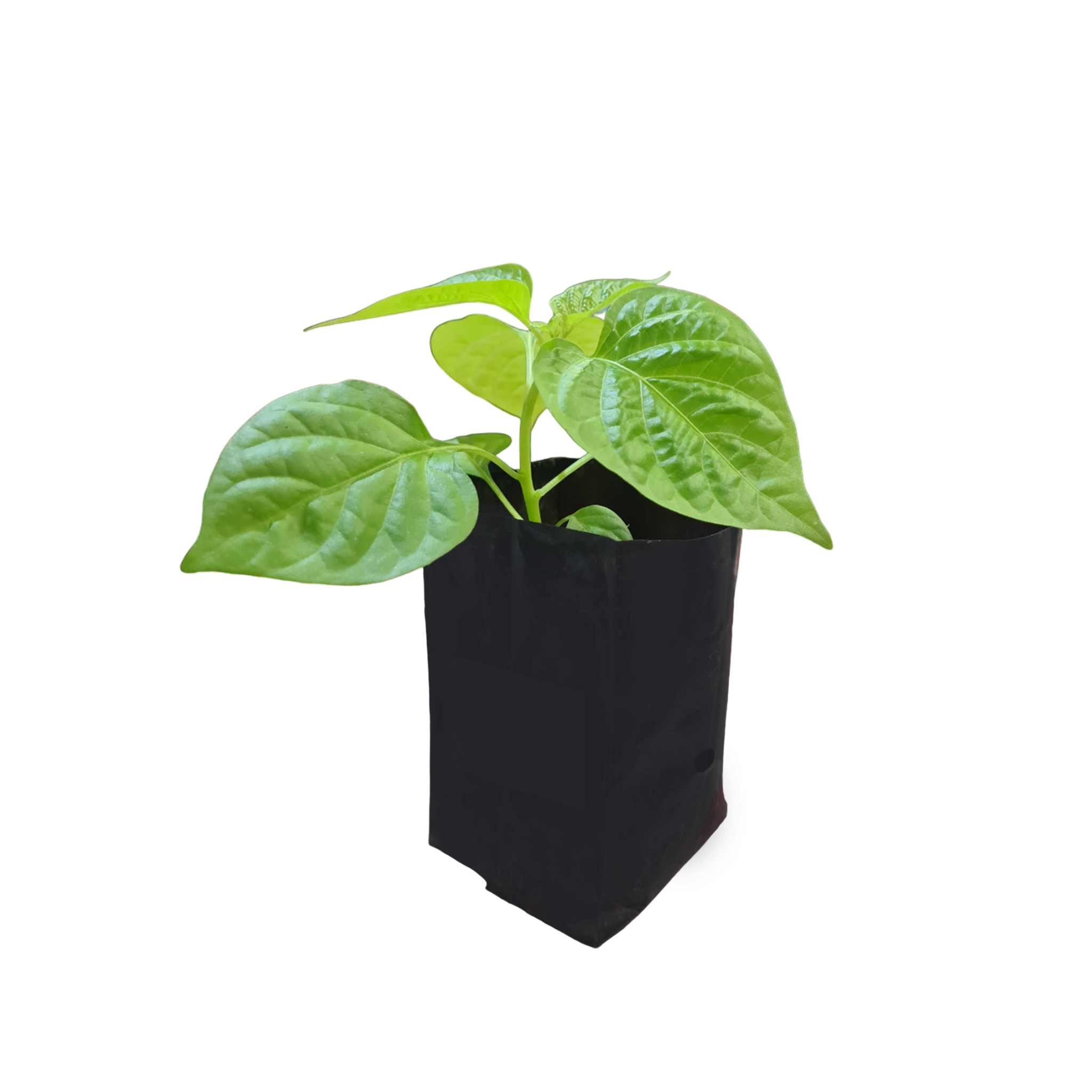 Bongo Chilly ( Red ) Seedling